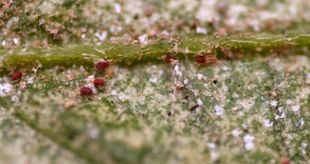 Si ves una araña roja en el balcón, retírala cuanto antes: por qué es tan importante deshacerse de este insecto y cómo evitar que entre a tu casa