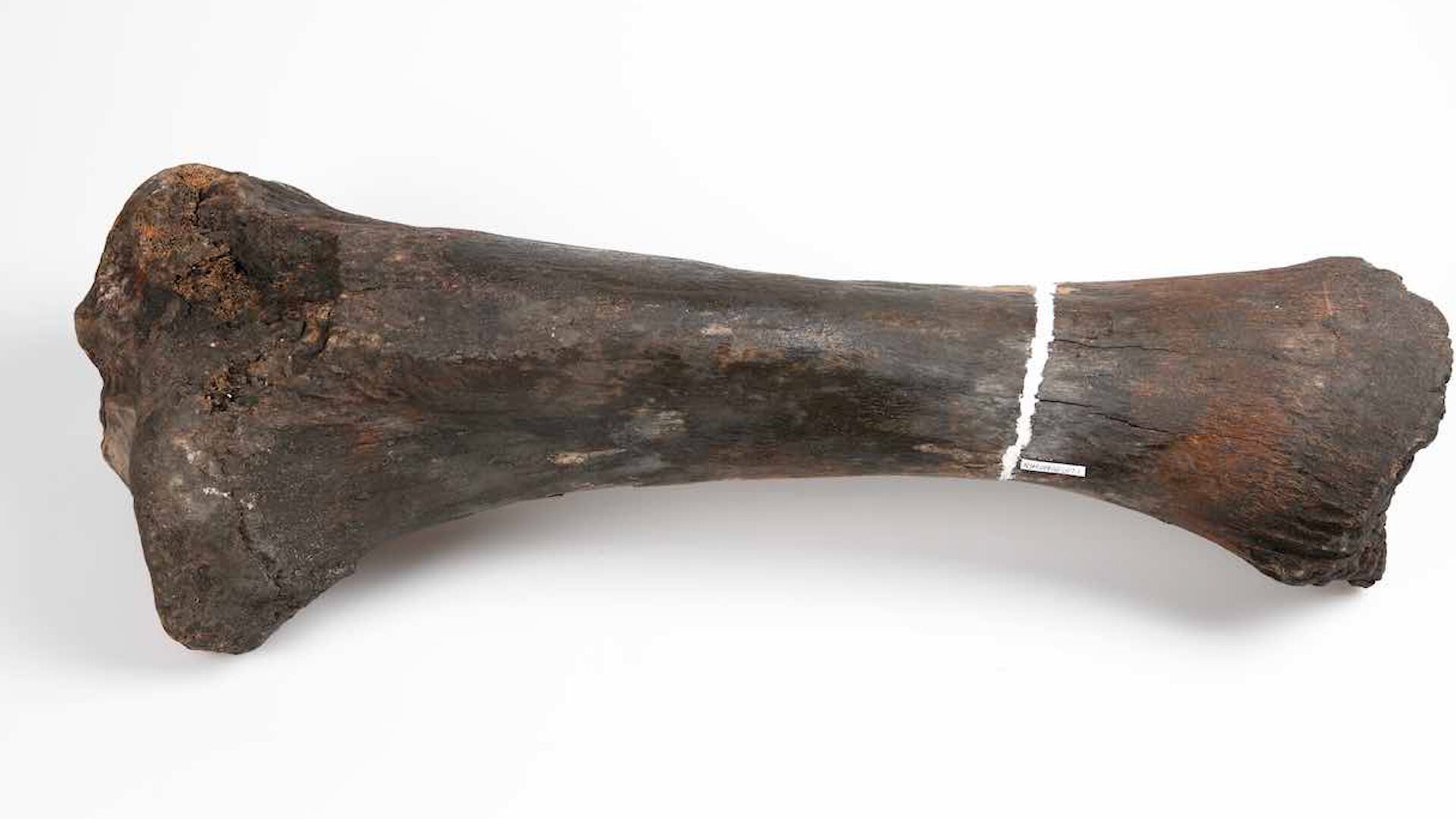 Investigadores detectaron tres oleadas migratorias de mastodontes hacia el noreste impulsadas por cambios climáticos/Nova Scotia Museum