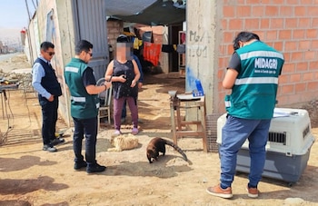 Inspectores con chalecos verdes junto a una mujer frente a una casa de ladrillos, con un coatí y un perro en el suelo cerca de una jaula