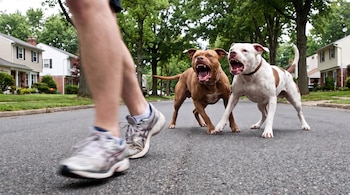 Piernas de una persona corriendo y dos perros de raza pitbull que muestran los dientes en una calle asfaltada con casas y árboles.