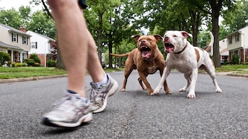 Un barrio de Long Island se encuentra en alerta tras el brutal ataque de dos pitbulls a una pareja