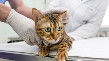 Cómo detectar si tu gato sufre artritis, una enfermedad que pasa desapercibida