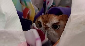 En una bolsa de supermercado,