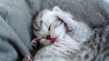 Cubrirse la cara les brinda