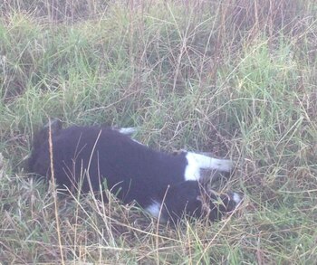 (Foto: Twitter @cuazzjjhm)