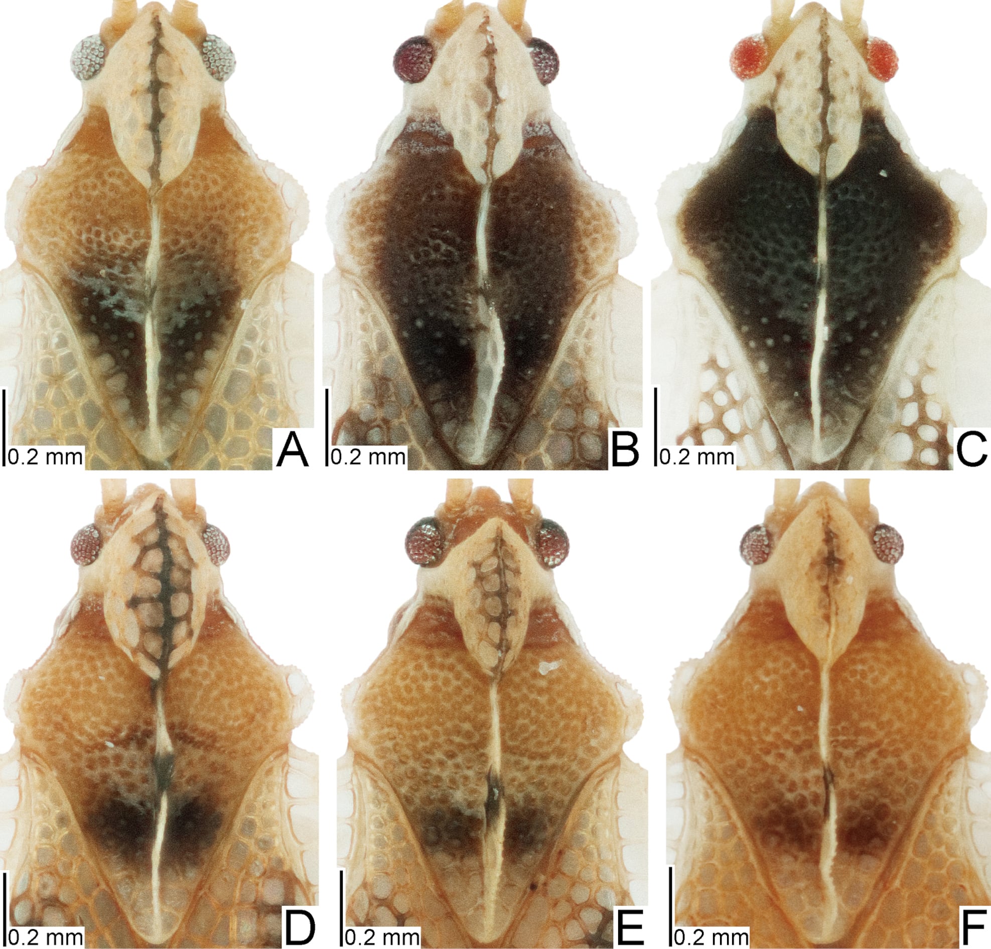 El equipo científico empleó la técnica MIG-seq y el análisis de variaciones de ADN para reconstruir las relaciones evolutivas del género (Gentileza, estudio: Los datos de SNP de todo el genoma revelan relaciones filogenéticas y nuevas especies de chinches de encaje (Hemiptera , Heteroptera , Tingidae) endémicas de las islas oceánicas japonesas (las islas Ogasawara), lo que proporciona información sobre su especiación, publicado en ZooKeys)