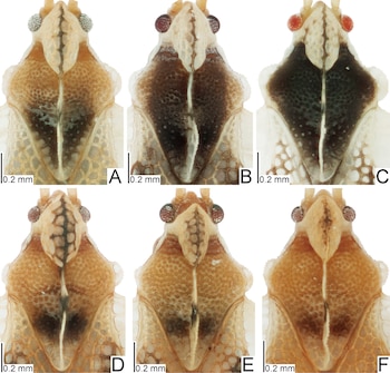 Seis microfotografías dorsales de cabezas de insectos ordenadas de la A a la F con barras de escala de cero coma dos milímetros