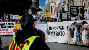 Un año de prisión, retirada de licencia y curso de bienestar animal para los cazadores que mataron a un perro en Málaga porque “no servía para cazar”
