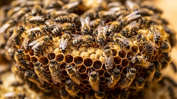 La sorprendente forma en que las abejas identifican a su reina dentro de la colonia
