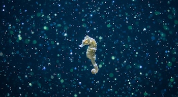 El aislamiento y la ausencia