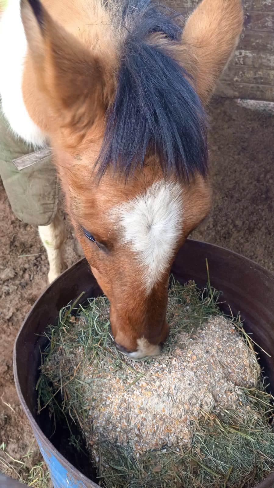 El traslado del caballo a General Roca implicó recorrer 200 kilómetros por ruta hasta una familia que aceptó adoptarlo y cuidarlo. (RAHU)