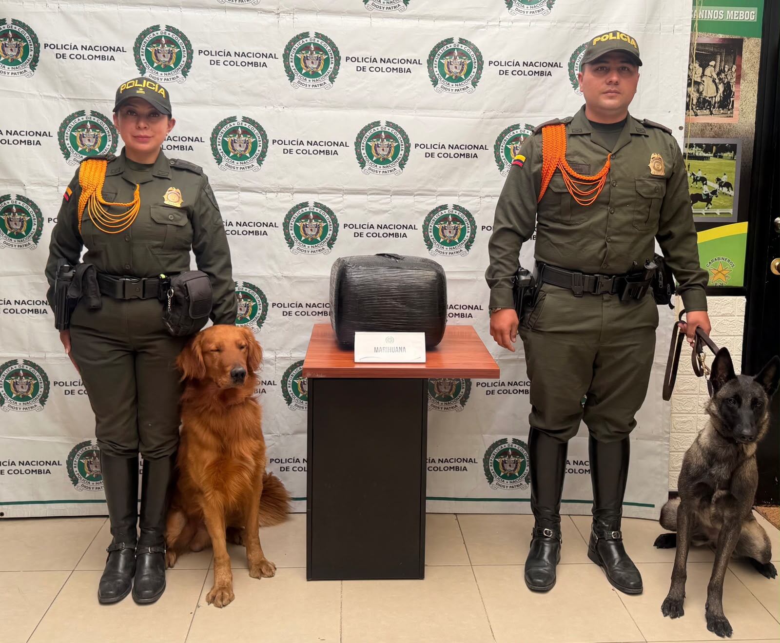 Los caninos Tony, Paris y Azab detectaron una caja con de 14 kilogramos de marihuana enviados desde Cali hacia Bogotá