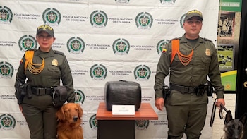 Los caninos Tony, Paris y Azab detectaron una caja con de 14 kilogramos de marihuana enviados desde Cali hacia Bogotá