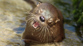 Reapareció “Changuita” luego de 7 años: la nutria más pequeña del mundo fue vista en las costas de América del Sur