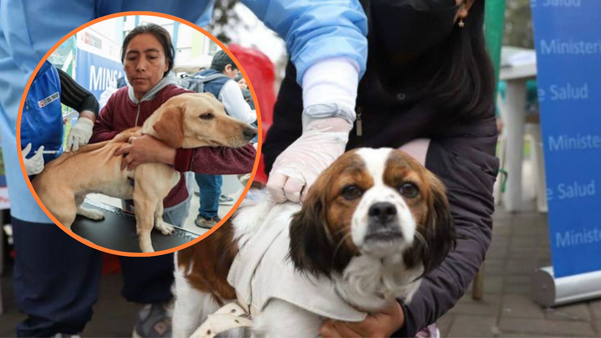 Campaña veterinaria gratis para mascotas este 7 de julio en Lima. (Foto composición: Infobae Perú/Foto: Andina)