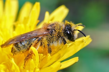 Un conteo histórico revela la