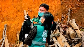 Gallinazo fue atacado con aceite hirviendo en el Valle de Aburrá: autoridades intensificaron la búsqueda de responsables