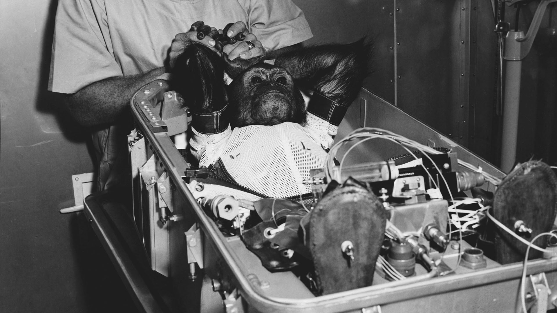 La misión de Enos, el chimpancé enviado al espacio por la NASA, marcó un hito en la carrera espacial entre Estados Unidos y la Unión Soviética (NASA)