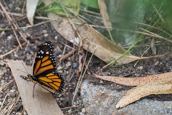 Las mariposas monarca podrían convertirse en la especie más común protegida por el gobierno de Estados Unidos, si se aprueba la propuesta