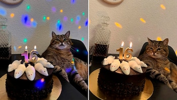 Su dueño compartió las fotografías