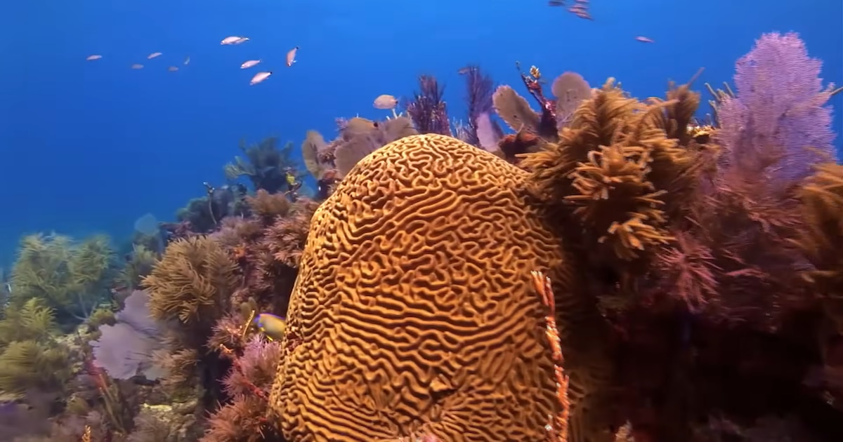 Mulino veta proyecto que debilitaba los sistemas de arrecifes coralinos, ecosistemas y especies asociados