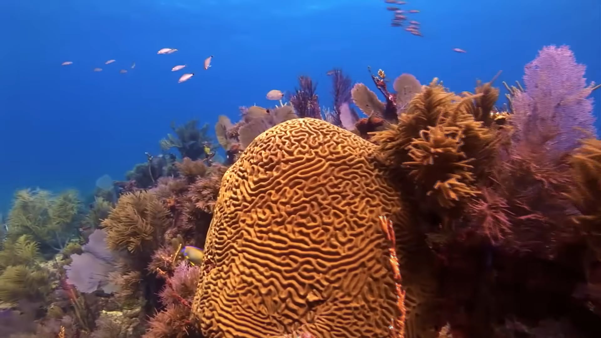 Un vibrante ecosistema de arrecife de coral presenta formaciones de coral cerebro, corales blandos y bancos de peces nadando en el agua. (Discover Florida Channel )