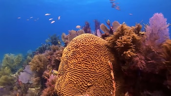 Mulino veta proyecto que debilitaba los sistemas de arrecifes coralinos, ecosistemas y especies asociados