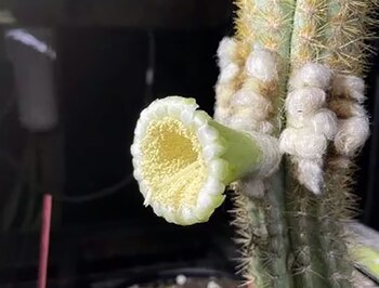 El cactus de Cayo Largo