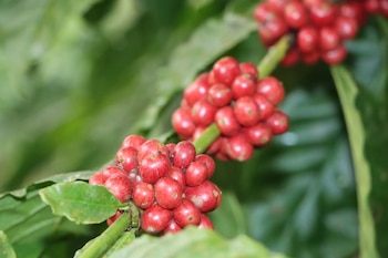 En el país el café Robusta se cultiva principalmente en las provincias de Coclé, Panamá Oeste, Colón y Veraguas. (Cortesía)