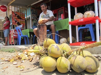 Precio de coco se incrementa