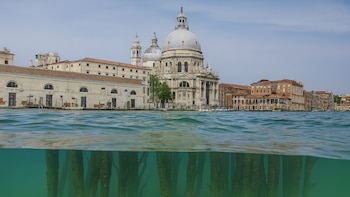 Cómo funciona el “bosque invertido”