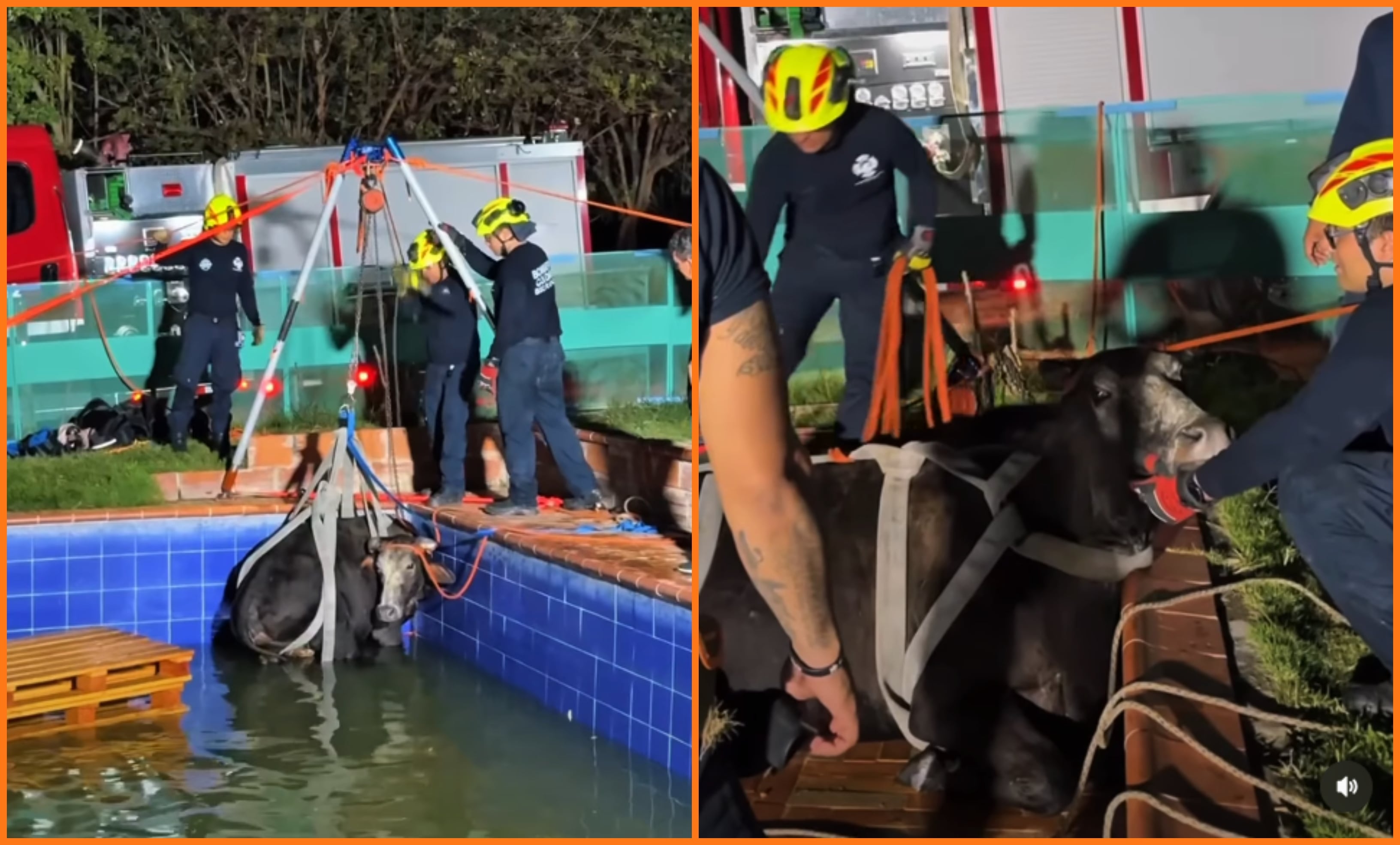 Una vaca en gestación de unos 500 kilos cayó accidentalmente a una piscina de una finca en la vereda Angelinos, al norte de Bucaramanga - crédito Bomberos Bucaramanga