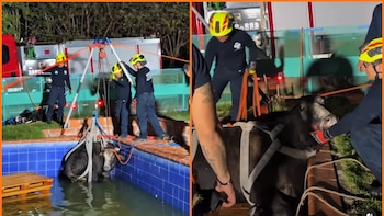 Vaca embarazada cayó accidentalmente en una piscina en Bucaramanga: Bomberos tuvieron que usar maquinaria pesada para rescatarla
