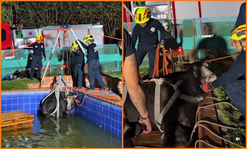 Una vaca en gestación de unos 500 kilos cayó accidentalmente a una piscina de una finca en la vereda Angelinos, al norte de Bucaramanga - crédito Bomberos Bucaramanga