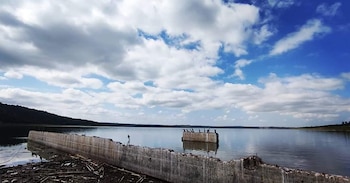 Patos y garzas posan sobre
