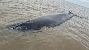 Desplegaron un operativo en San Isidro para rescatar a una ballena que quedó encallada en el Río de la Plata