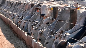 Brasil aseguró que la UE bloqueó sus exportaciones de productos de origen animal a partir de septiembre tras el acuerdo con el Mercosur