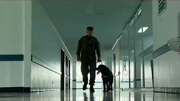 Estos “perros terapeutas” están entrenados