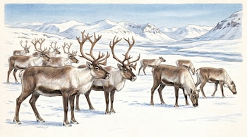 Ilustración de renos con astas y pelaje marrón y blanco, pastando en un campo nevado. Al fondo se observan montañas cubiertas de nieve y un río congelado.