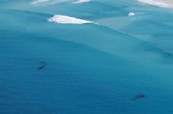 Las hembras no siempre regresan a la bahía donde nacieron para parir a sus crías (Anne Grundlehner)