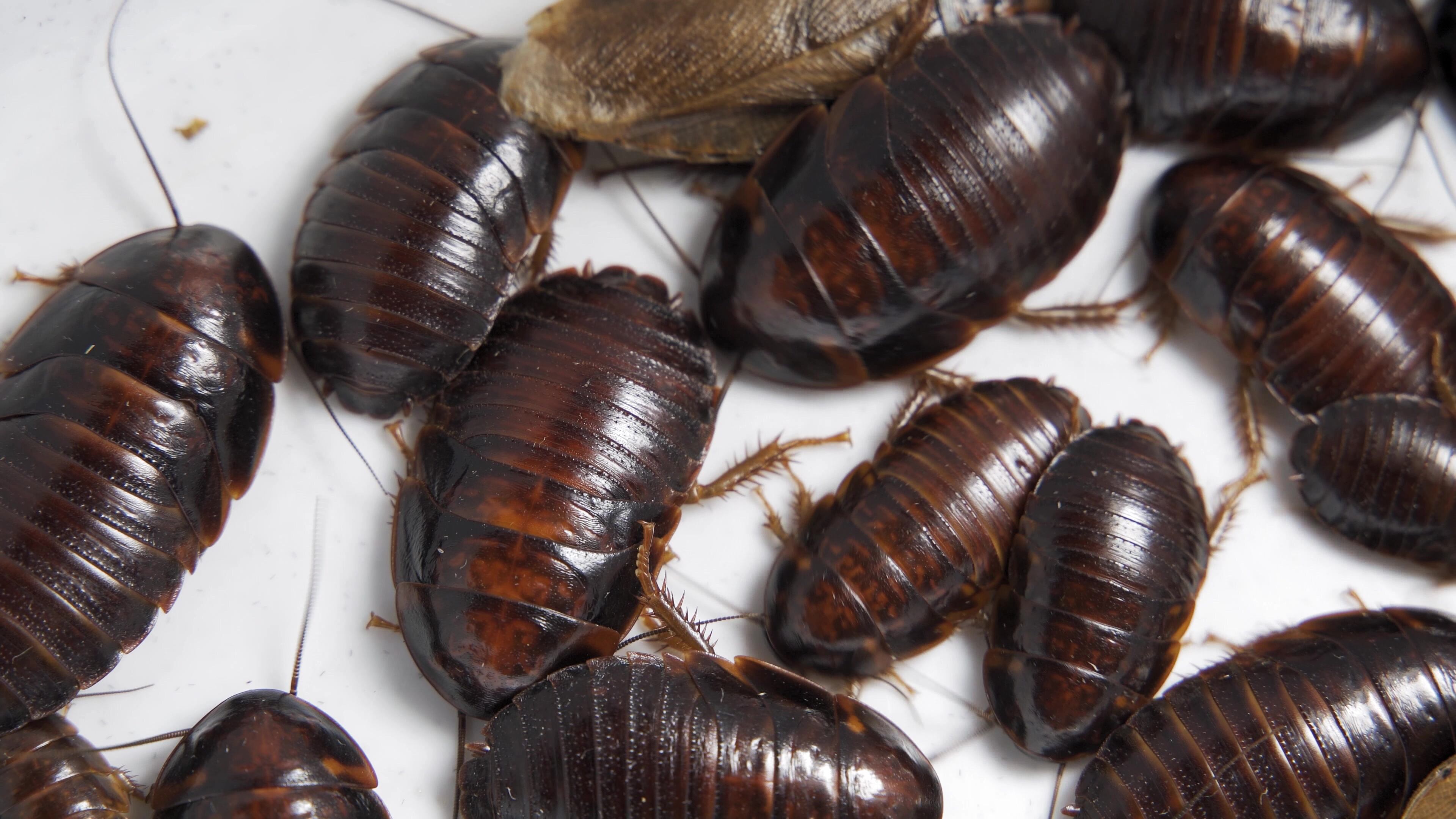 Las cucarachas silbadoras de Madagascar ajustan su comportamiento social de agregación según la humedad ambiental para evitar la deshidratación - (Freepik)