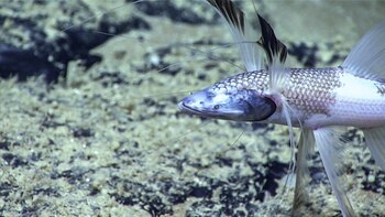 Primer plano de un pez claro con largas aletas filamentosas sobre un lecho marino rocoso