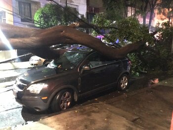 Los árboles habrían causado daños