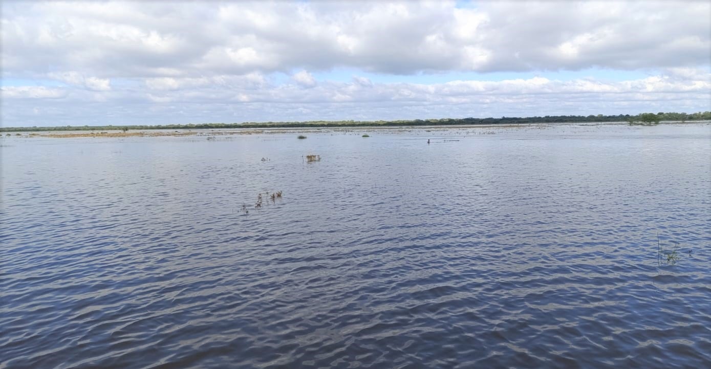 El Departamento Vera sostiene un stock bovino calculado en 700 mil cabezas (Sociedad Rural de Vera)