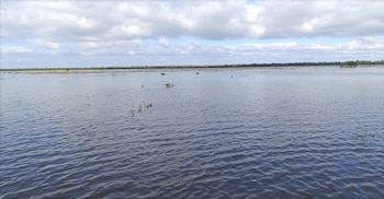 El Departamento Vera sostiene un stock bovino calculado en 700 mil cabezas