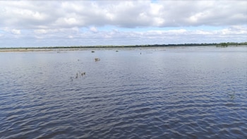 “Saturación total”: las inundaciones severas en Santa Fe aíslan animales y proyectan grandes pérdidas