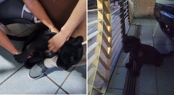 FOTOS: Twitter @PROFEPA_Mx