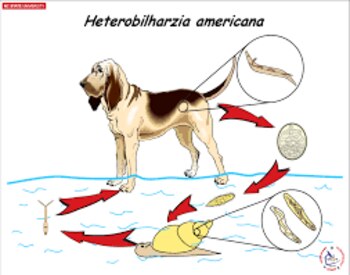 El ciclo de la bacteria