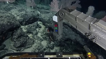 Científicos descubren un camino de baldosas amarillas en el fondo del océano