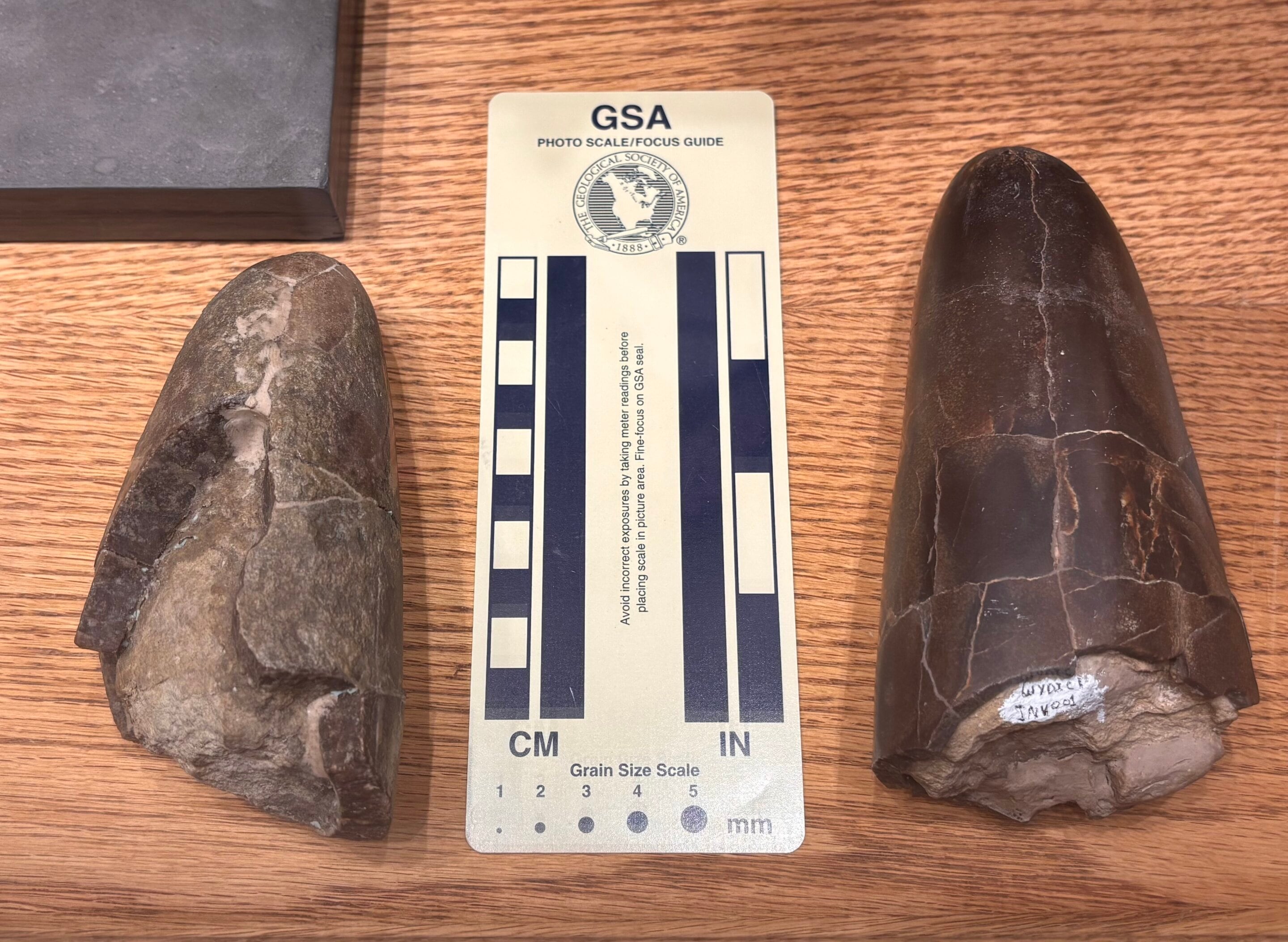 El estudio plantea que la estructura robusta de Wyoteuthis linsterorum pudo darle ventaja para cazar cefalópodos más pequeños del género Pachyteuthis (Crédito: Jessica Lippincott)
